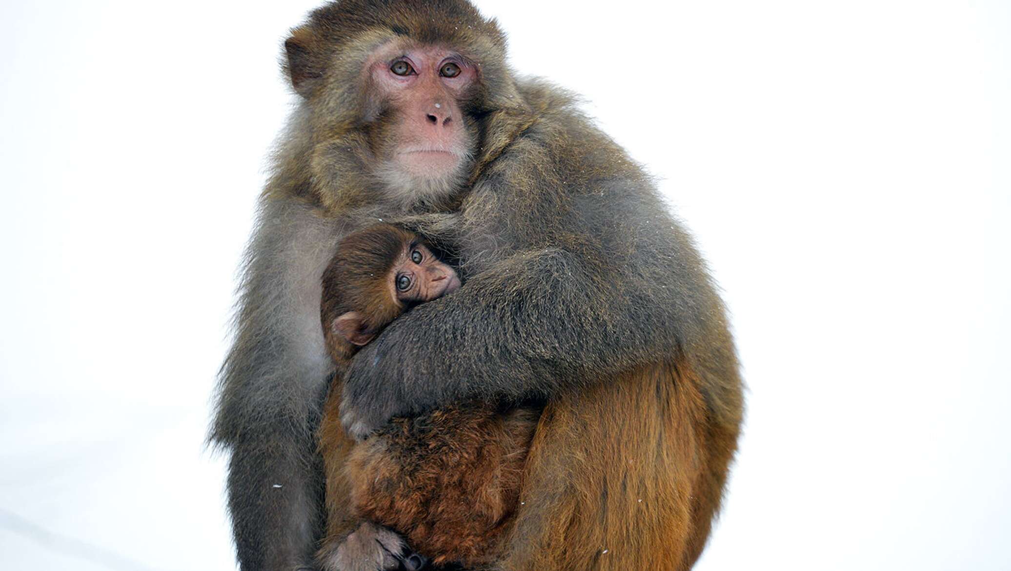 Yigit ogziga sik oladi