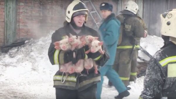 Пожарный несет спасенных из огня поросят - Sputnik Узбекистан