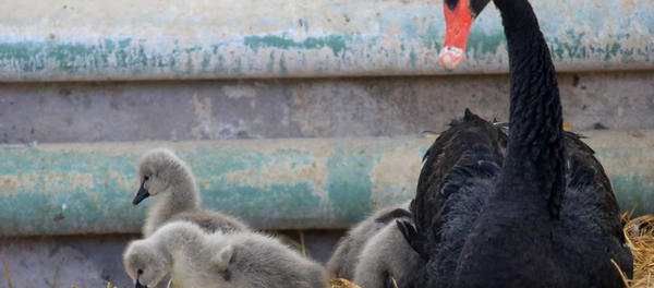 В столичном зоопарке черные лебеди впервые вывели потомство - Sputnik Узбекистан