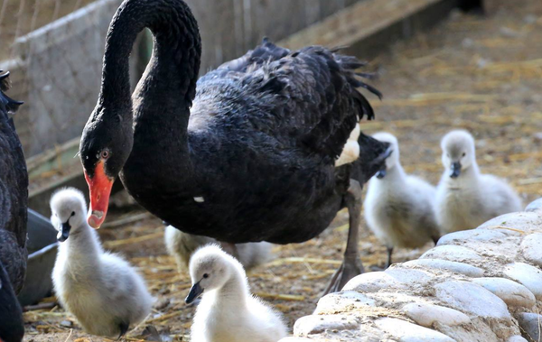 В Ташкентском зоопарке черные лебеди впервые вывели потомство В Ташкентском зоопарке черные лебеди впервые вывели потомство - Sputnik Узбекистан