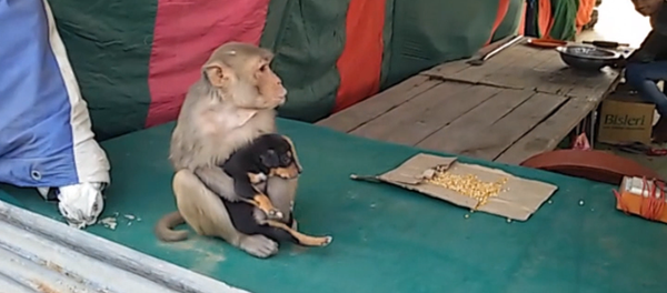 Спутник_Обезьяна усыновила бездомного щенка в Индии - Sputnik Узбекистан