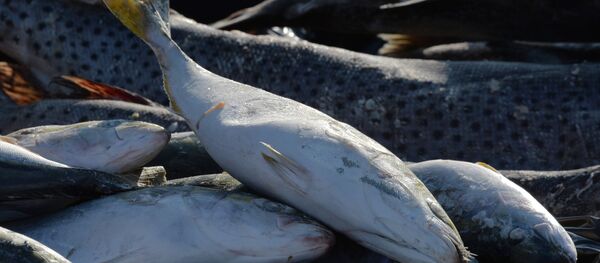 Балиқ Балиқ - Sputnik Ўзбекистон