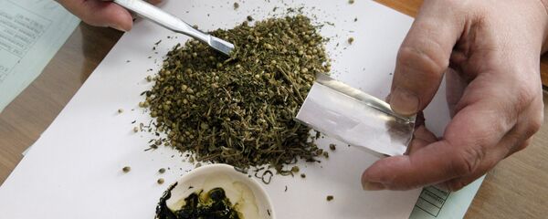 Специалист экспертно-криминалистического центра исследует марихуану - Sputnik Ўзбекистон