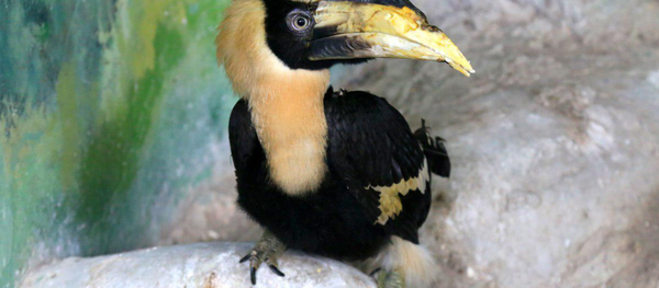 В Ташкентском зоопарке поселились птицы-носороги - Sputnik Узбекистан