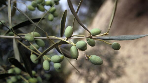 Оливки - плоды оливкового дерева - Sputnik Узбекистан