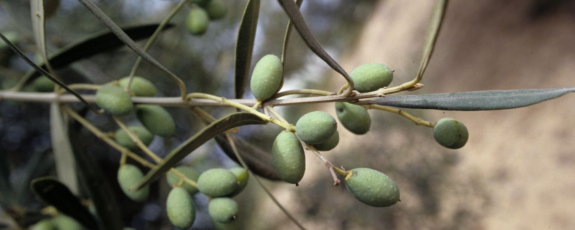 Оливки - плоды оливкового дерева - Sputnik Узбекистан, 1920, 02.06.2021