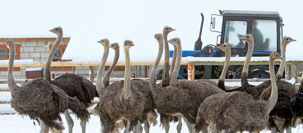 Туяқуш фермаси Туяқуш фермаси - Sputnik Ўзбекистон