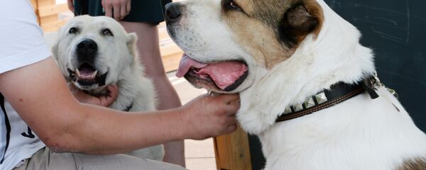 Собаки породы алабай - Sputnik Узбекистан