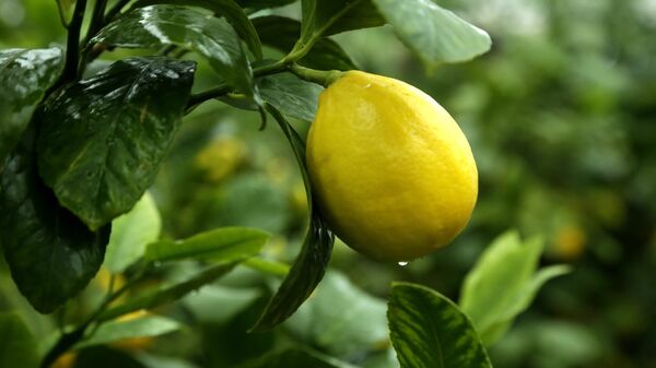 Сбор лимонов в Крыму - Sputnik Узбекистан