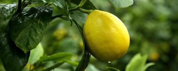 Лимон етиштириш Лимон етиштириш - Sputnik Ўзбекистон