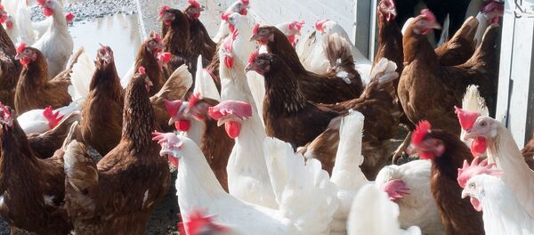 Курицы Курицы - Sputnik Ўзбекистон