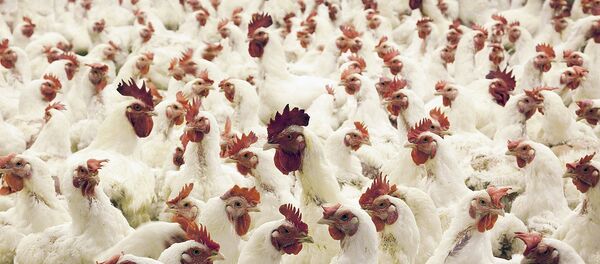 Товуқлар Товуқлар - Sputnik Ўзбекистон