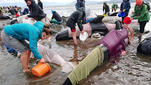 Волонтеры пытаются спасти китов, выбросившихся на берег в Новой Зеландии - Sputnik Узбекистан