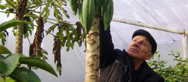 Қашқадарёда папайя - Sputnik Ўзбекистон