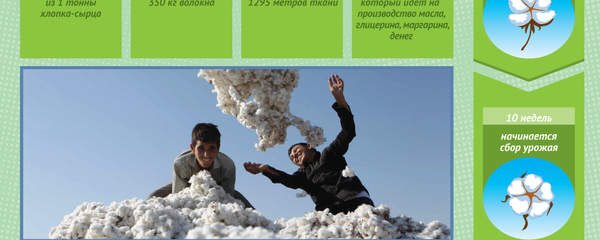 Хлопок - белое золото Узбекистана Хлопок - белое золото Узбекистана - Sputnik Узбекистан