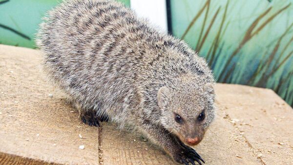 Мангуст из Новосибирского зоопарка - Sputnik Узбекистан