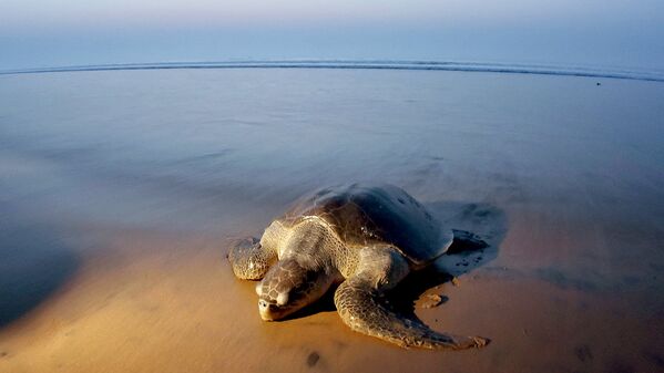 Морская черепаха на берегу Бенгальского залива в Индии - Sputnik Узбекистан