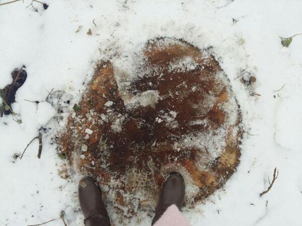 Рубка деревьев в НИИ Садоводства Рубка деревьев в НИИ Садоводства - Sputnik Ўзбекистон