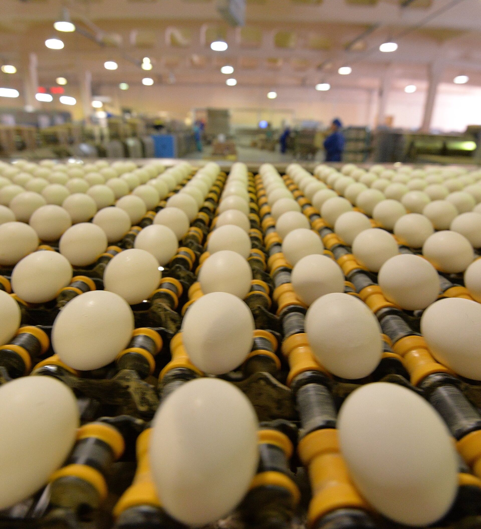 Птицефабрика яйца. Истра яйцо производства. Победа завод яйца. Мордовия производство яиц.