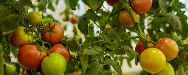 Помидоры - Sputnik Узбекистан