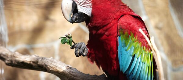 Открытие зоопарка Сказка в Крыму Открытие зоопарка Сказка в Крыму - Sputnik Узбекистан