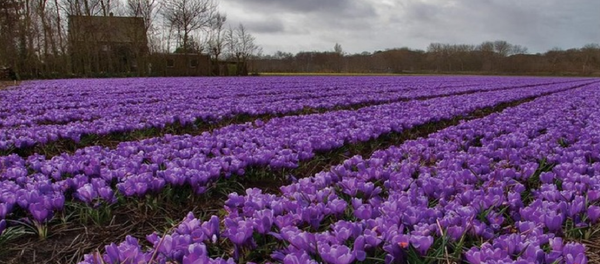 Plantatsii shafrana - Sputnik O‘zbekiston