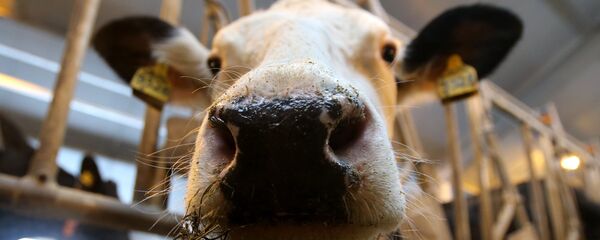 Корова - Sputnik Узбекистан