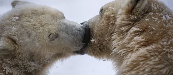 Оқ айиқлар - Sputnik Ўзбекистон