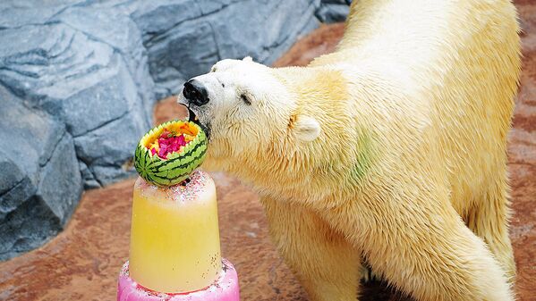 Полярный медведь ест замороженное угощение в зоопарке Сингапура - Sputnik Узбекистан