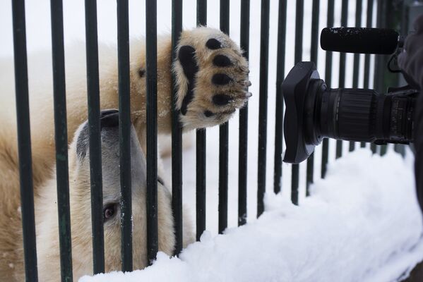 Белые медвежата в Центре воспроизводства редких видов животных Московского зоопарка - Sputnik Узбекистан