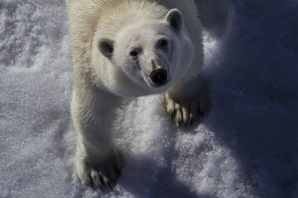 Белый медведь в Северном Ледовитом океане между Землей Франца-Иосифа и Северным полюсом - Sputnik Узбекистан