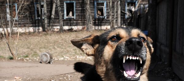 Polesskiy radiatsionno-ekologicheskiy zapovednik v Belorussii - Sputnik O‘zbekiston