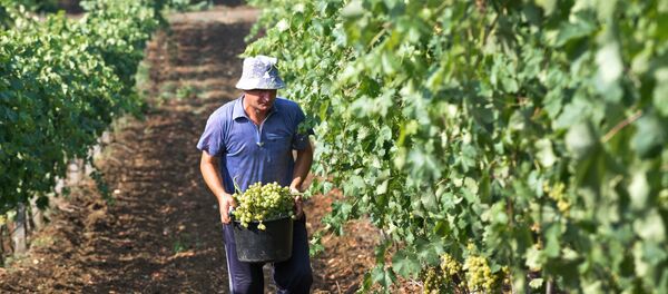 Сбор винограда Сбор винограда - Sputnik Узбекистан