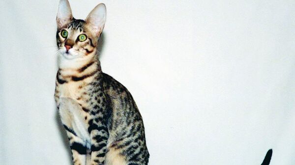 Кошка породы серенгети - Sputnik Узбекистан