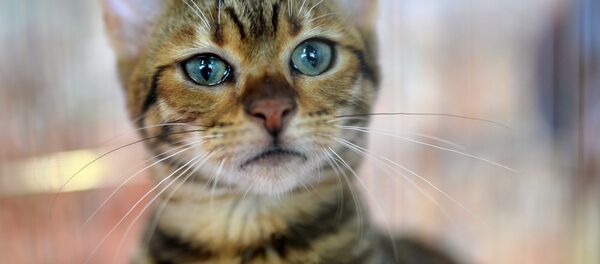 Кошка породы тойгер Кошка породы тойгер - Sputnik Ўзбекистон