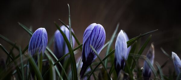 Первоцветы распустились в Москве Первоцветы распустились в Москве - Sputnik Ўзбекистон