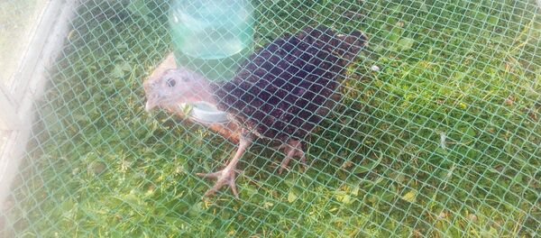 Цыпленок индюка Цыпленок индюка - Sputnik Ўзбекистон