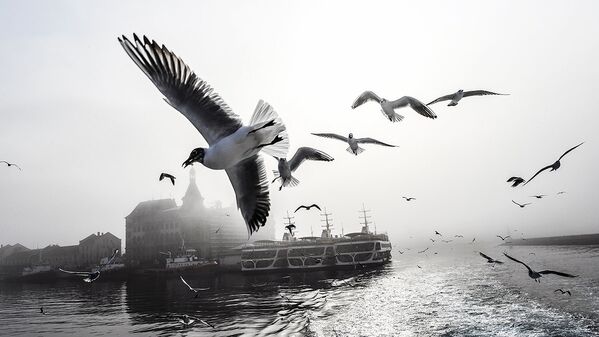 Чайки летают над проливом Босфор - Sputnik Узбекистан