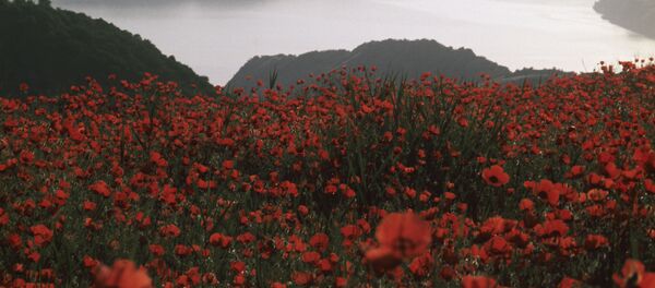 Маковое поле, архивное фото - Sputnik Узбекистан