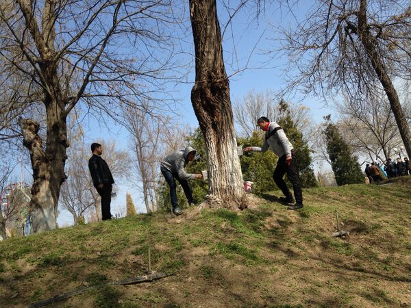 В Парке Абдуллы Кадыри стволы деревьев белят известью, чтобы защитить их от насекомых и других вредителей, а также, чтобы сохранить его от солнечных ожогов. - Sputnik Узбекистан