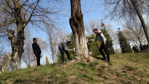 В Парке Абдуллы Кадыри стволы деревьев белят известью, чтобы защитить их от насекомых и других вредителей, а также, чтобы сохранить его от солнечных ожогов. - Sputnik Ўзбекистон