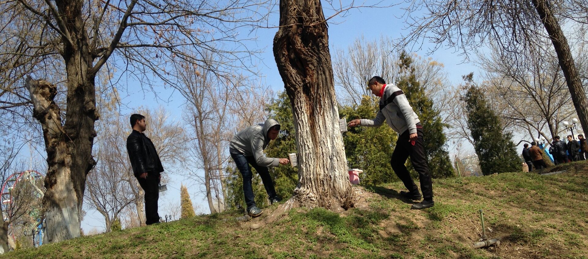 В Парке Абдуллы Кадыри стволы деревьев белят известью, чтобы защитить их от насекомых и других вредителей, а также, чтобы сохранить его от солнечных ожогов. - Sputnik Узбекистан, 1920, 23.11.2020