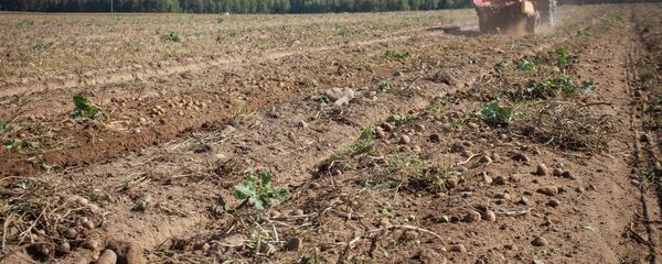 ОАО Восход-Агро - Sputnik Узбекистан