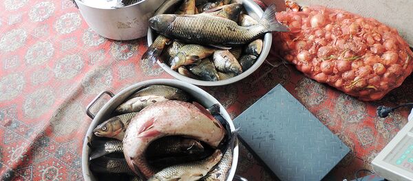 Рыба, изъятая у браконьеров в ходе рейда инспекторами госкомприроды Рыба, изъятая у браконьеров в ходе рейда инспекторами госкомприроды - Sputnik Ўзбекистон