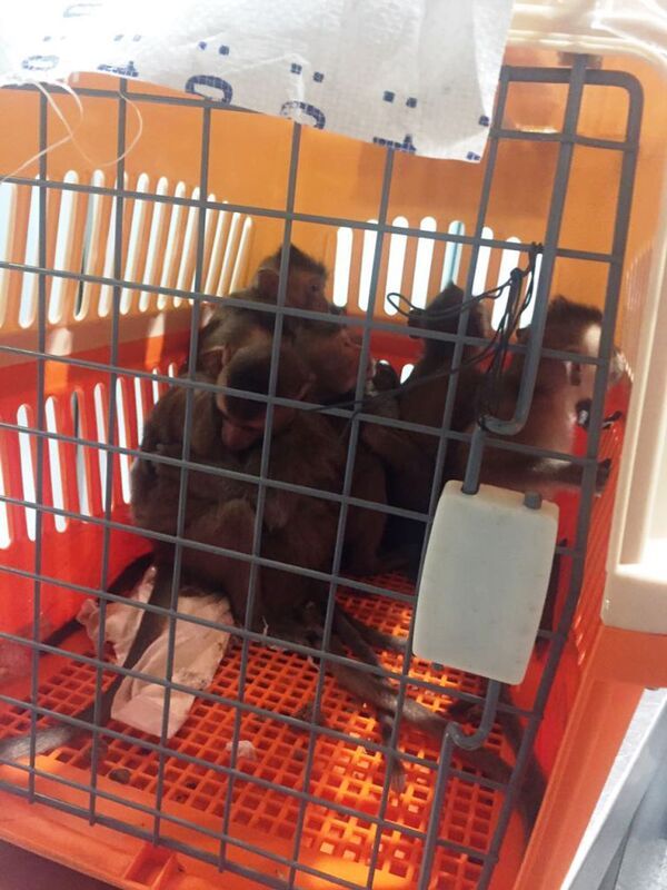 Сотрудники Домодедовской таможни пресекли незаконный ввоз 15 детенышей обезьян Сотрудники Домодедовской таможни пресекли незаконный ввоз 15 детенышей обезьян - Sputnik Узбекистан