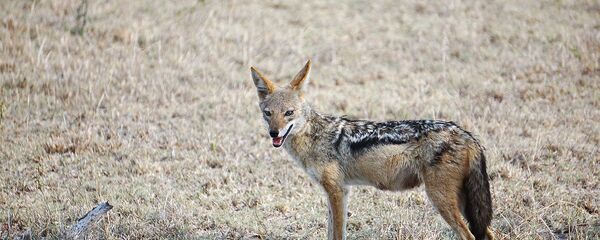 Шакал Шакал - Sputnik Ўзбекистон