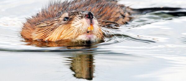 Ондатра - Sputnik Ўзбекистон