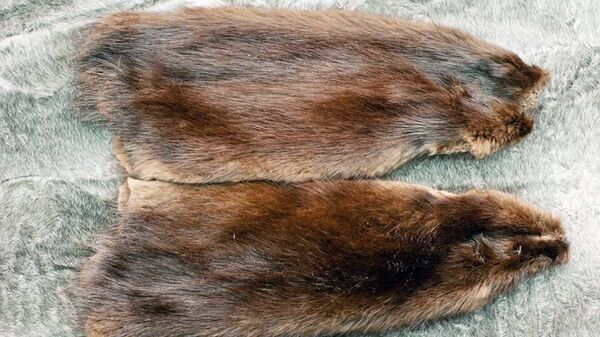 Shkuri ondatri - Sputnik O‘zbekiston
