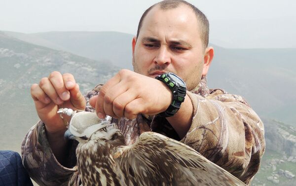 На территории Ташкентской области состоялся выпуск в естественную среду обитания 19 соколов-балобанов (лат. Falco cherrug) - Sputnik Узбекистан