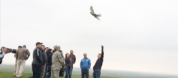 Соколов-балобанов выпустили на свободу Соколов-балобанов выпустили на свободу - Sputnik Узбекистан